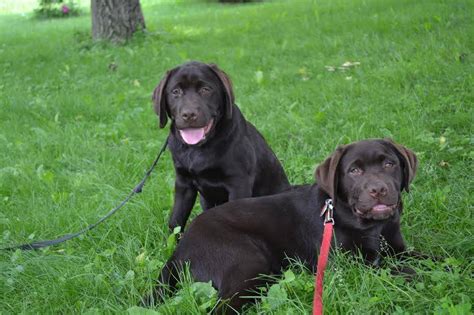 bowery run labradors near me.